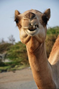 Camel - Masirah Island Kiteboarding