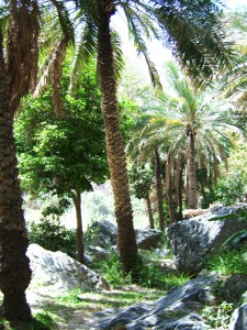 Sultanat Oman Reise - grüne Landschaft